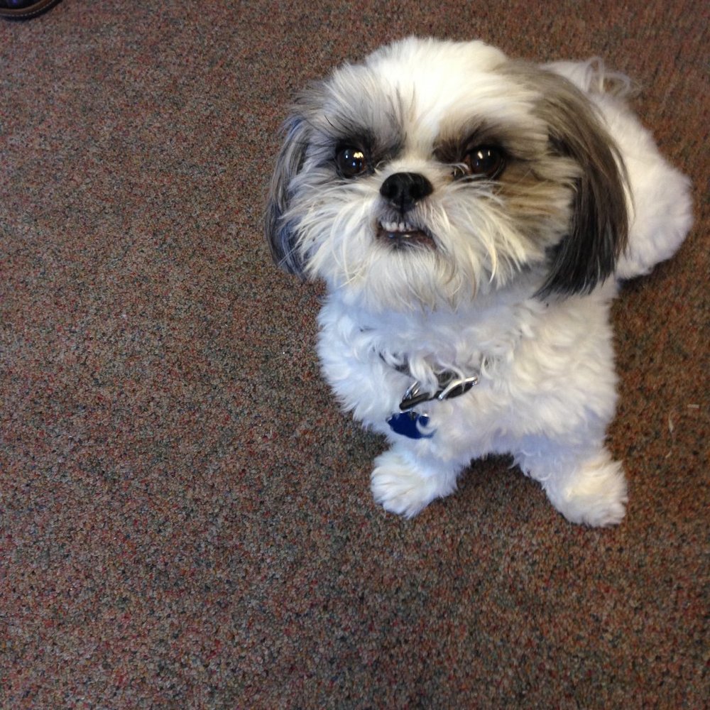 Meet your Posher, Callie